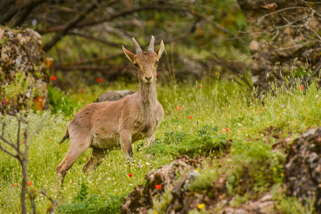 Alojamientos Messia De Leiva Segura de la Sierra Εξωτερικό φωτογραφία